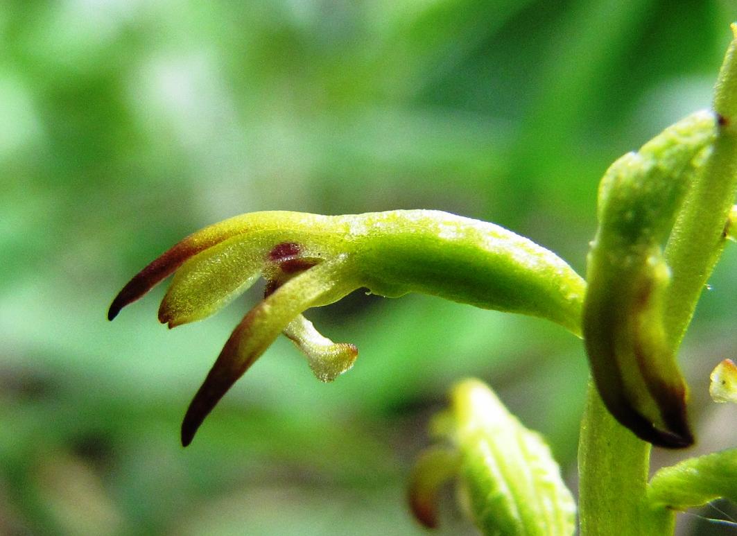 Corallorhiza trifida